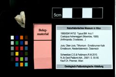 Foto (Objekt + Etikett) von Coelopus hoheneggeri (Moericke, 1889)  (NHMW-GEO-1990-0041-4752)